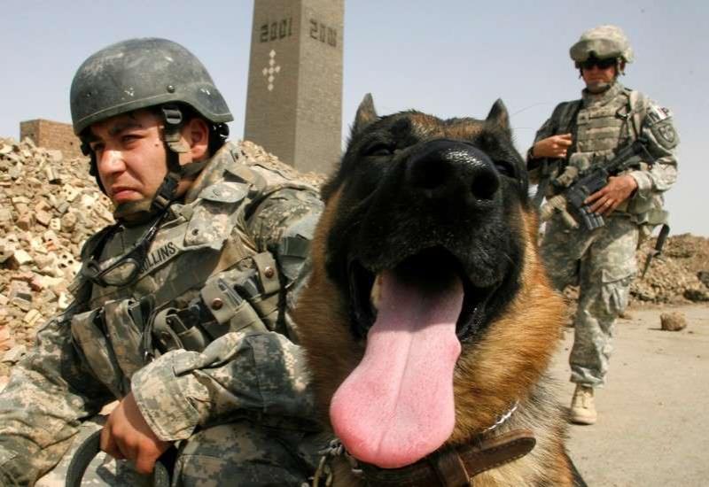 U.S. Army says mishandled war dogs, will comply with call for reform