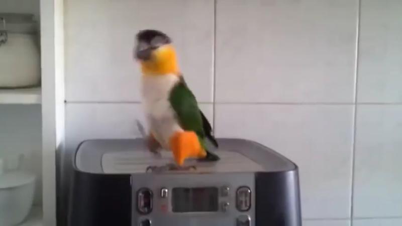 Irish river dancing Parrot