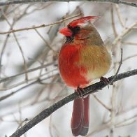 A cardinal that is half male, half female puzzles scientists, delights birdwatchers