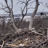 More Eagle Cam Drama: Liberty abandons eggs, takes up with yet another male suitor