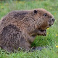 Country diary: that Darth Vader soundalike is one ungrateful beaver 