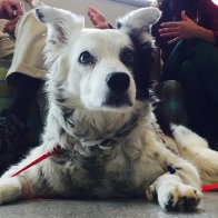 Chaser, the ‘world’s smartest dog,’ dies at 15