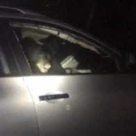 'How does it even happen?': Bear locks itself in car, sets off alarm outside B.C. home
