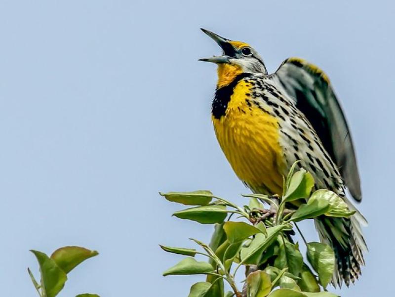 Nearly 3 billion birds have disappeared from North America since 1970