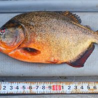 Red-bellied piranha discovered in BC lake by angler