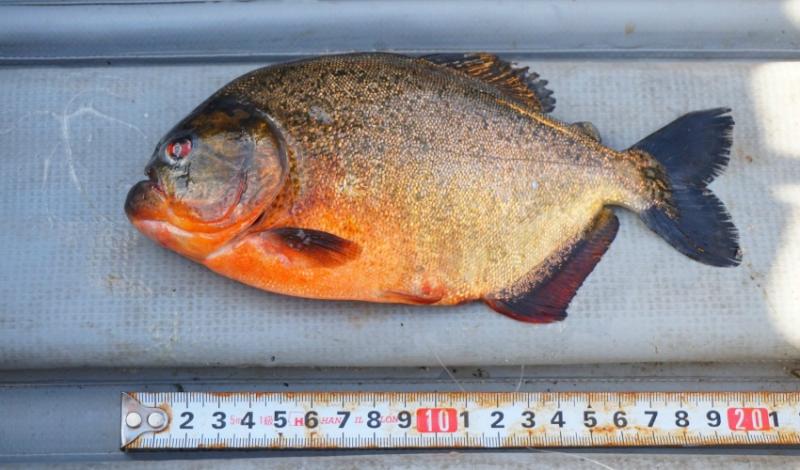 Red-bellied piranha discovered in BC lake by angler