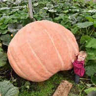 Giant vegetables crop up and win awards