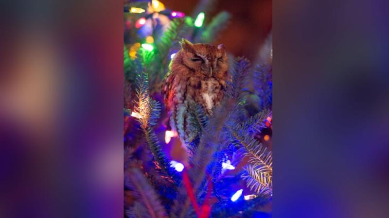 'Mama, that ornament scared me': Family finds owl hiding in Christmas tree