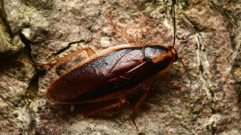 Broken-hearted? Zoos will let you name a cockroach after your ex and watch it get eaten