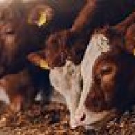 Factory farms and pandemics (Reports)