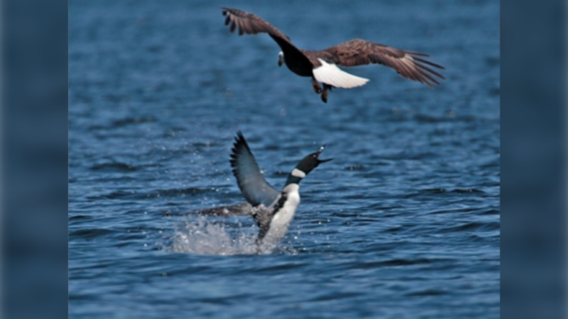 'Shot through the heart': Loon fatally stabs bald eagle in defence of chicks