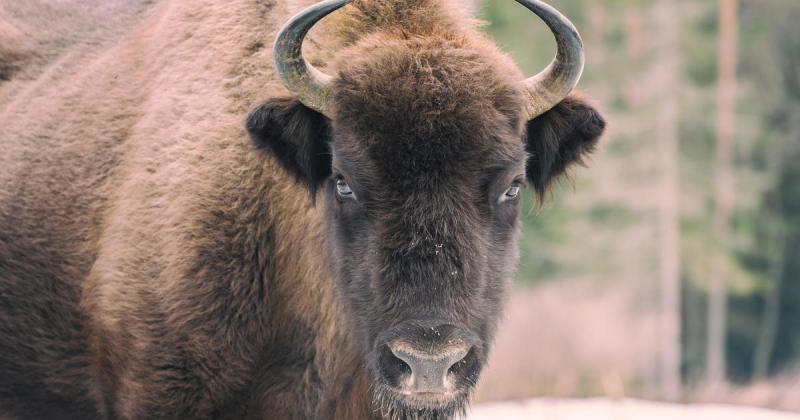 Wild bison gores 72-year-old woman in Yellowstone after she got too close - CBS News
