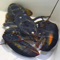 A Red Lobster employee found a rare blue lobster. Instead of cooking it, the restaurant sent it to an Ohio zoo