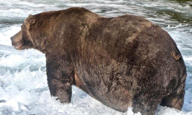 'He really packed on the pounds': Fat Bear Week crowns 747 the winner 