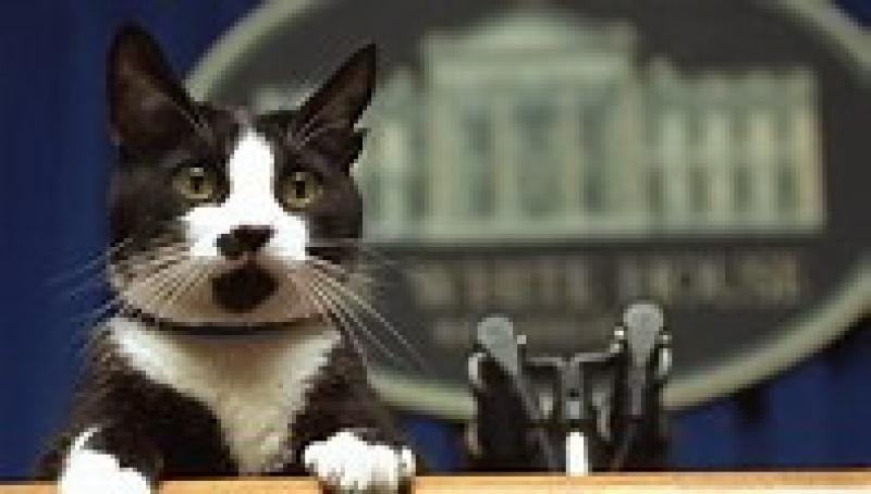 Joe, Jill Biden Bringing a Cat to the White House | PEOPLE.com