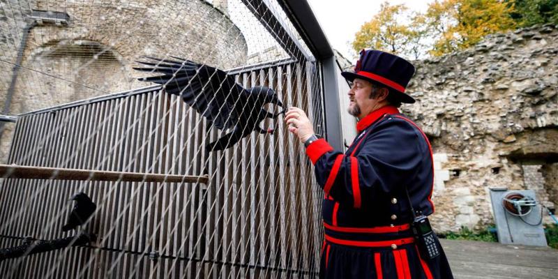 'Queen' raven leaves Tower of London — will kingdom crumble?