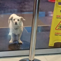 Loyal dog waits days outside Turkish hospital for its owner