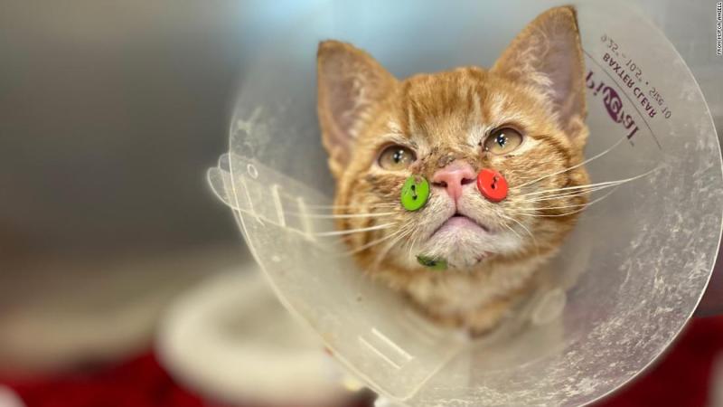 Cat has plastic buttons sewn to its face after dog attack