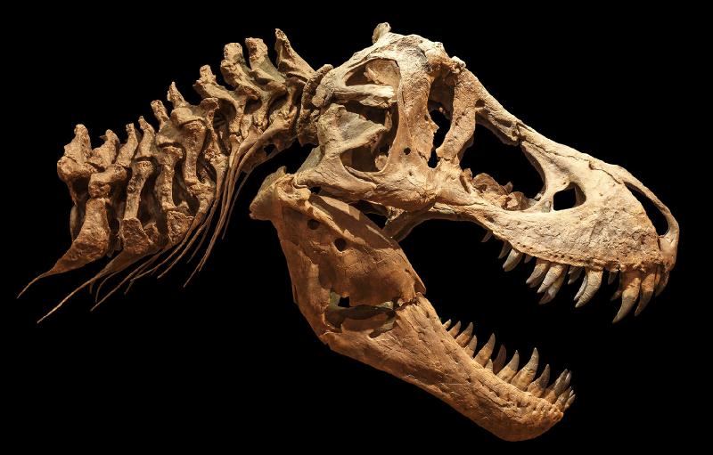 Researchers find ultimate smoking gun in dinosaur extinction