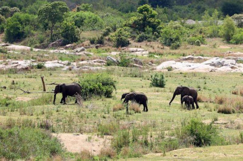 Suspected poacher killed by elephants at South African national park
