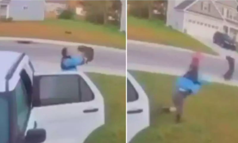 Video shows man saving his wife from bobcat by grabbing and hurling it across lawn