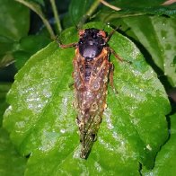 Partly cloudy with a chance of cicada pee