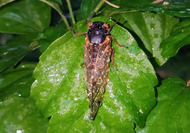 Partly cloudy with a chance of cicada pee