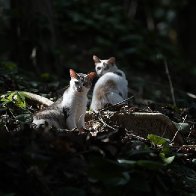 People have abandoned hundreds of cats on a deserted Brazilian island. Officials aren’t sure how to save them.