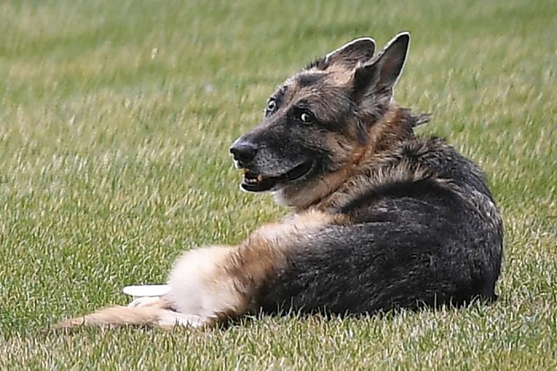 Bidens announce death of ‘cherished’ dog Champ