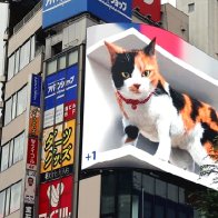 CFT ("Critical Feline Theory") Pop Quiz: What Sex is the Cat on this billboard?