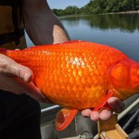 People dumped their goldfish into lakes. Now the pets are football-sized and taking over
