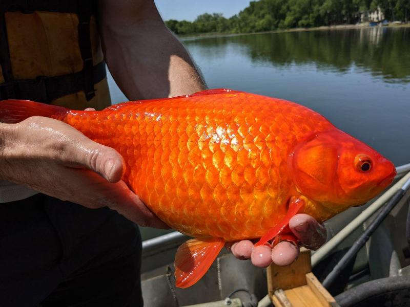 People dumped their goldfish into lakes. Now the pets are football-sized and taking over