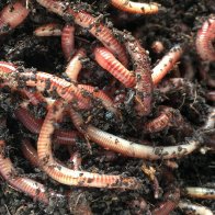 Invasive earthworms are remaking our forests, and climate scientists are worried