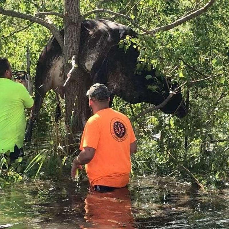 Cow stuck in tree after Hurricane Ida rescued by workers in Louisiana bayou