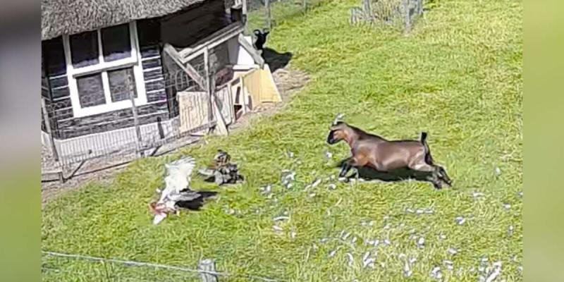 Goat And Rooster Save The Day When Their Friend Is Attacked By A Hawk