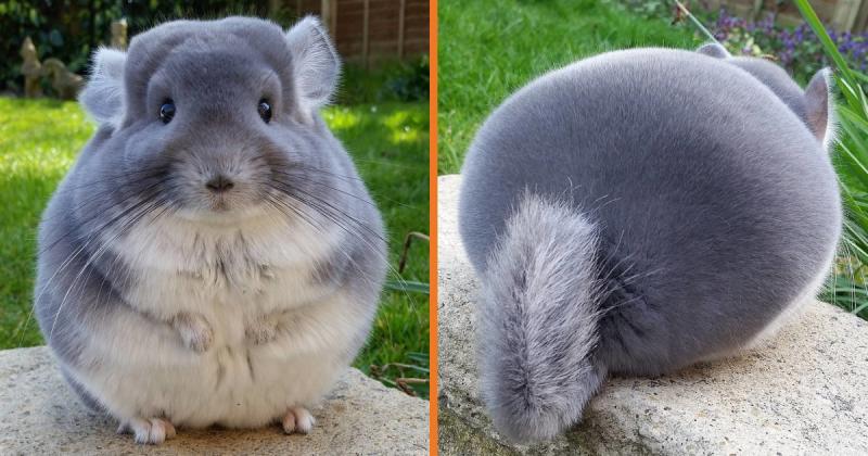 Adorable Violet Chinchillas Look Perfectly Round From Behind (16 Pics) - Kingdoms TV