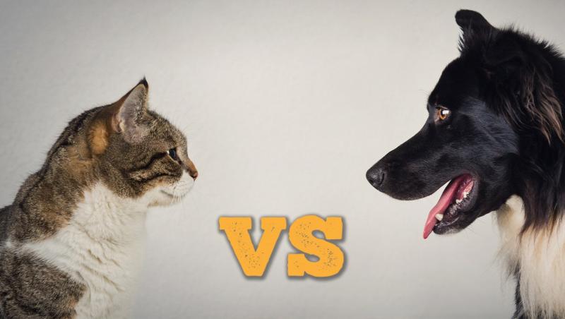 Cats Vs. Dogs: The Babylon Bee Settles The Debate