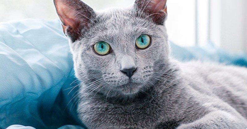 The most beautiful cat breeds in the world according to science
