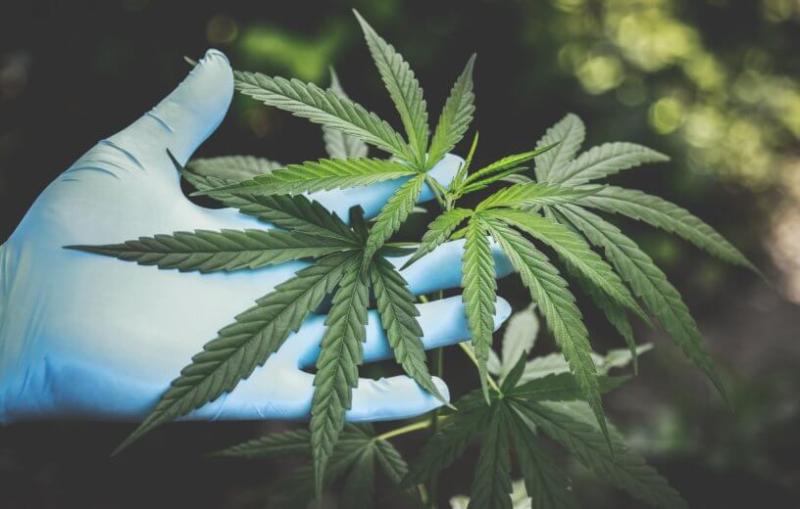 Marijuana prevents COVID? Cannabis compounds stop virus from entering human cells
