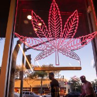 'On the brink of collapse,' California pot businesses call for tax overhaul