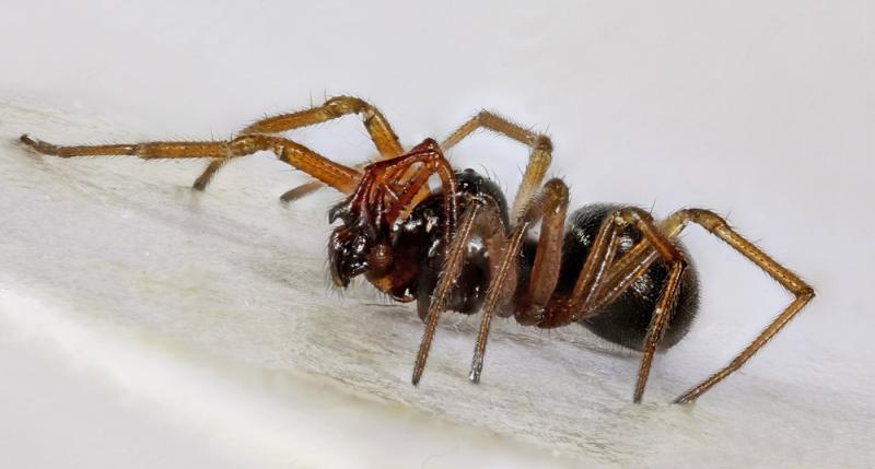 Airborne Spiders Drift on Multiple Silk Threads