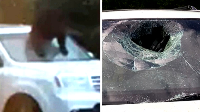 Bear stuck inside family SUV breaks windshield to escape