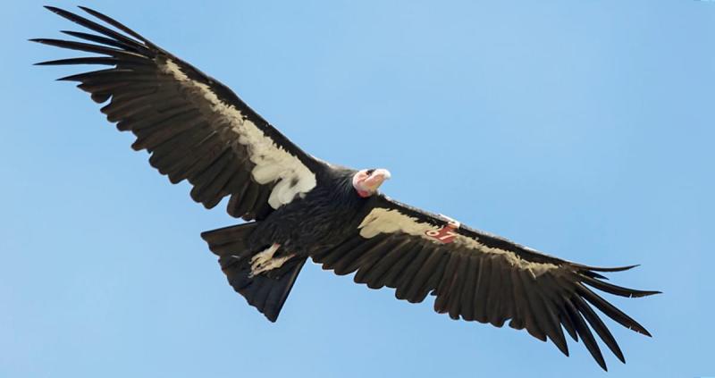 After more than a century, California condors soar over Yurok tribal lands once again - Los Angeles Times