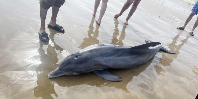 Rewards offered after dolphin 'harassed to death' on Texas beach, another impaled in Florida