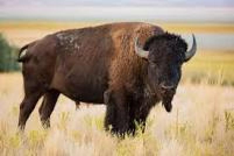 Yellowstone visitor, 25, is gored by a bison and tossed 10 feet in the air