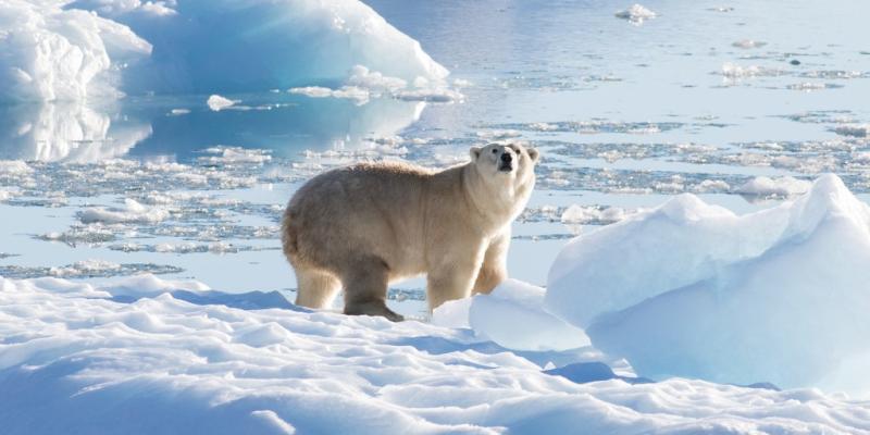 A group of polar bears in Greenland offer hope about climate adaptability