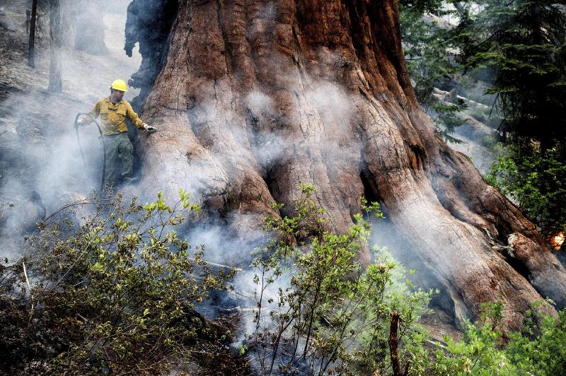 Yosemite wildfire threatens grove of iconic sequoia trees | AP News