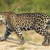 A few jaguars now roam the Arizona borderlands—why that's a big deal