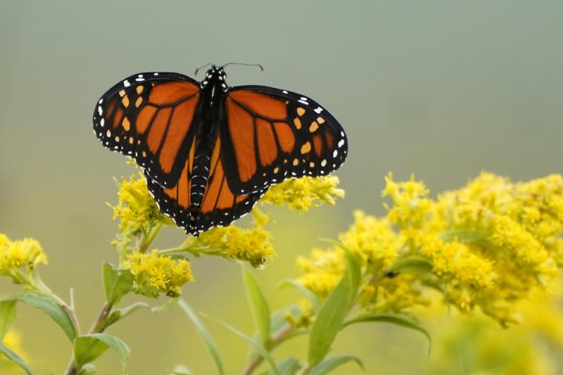Monarch butterflies are in trouble; Here's how you can help | AP News