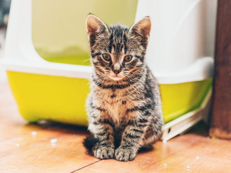 Cat watching you scoop litter box with quiet authority of tiny feudal lord